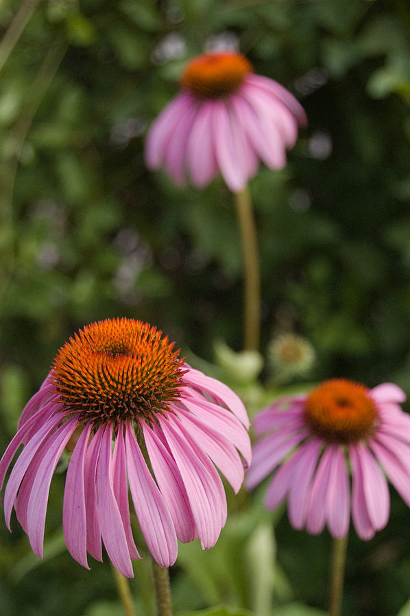 "Echinacea-purpurea-20060708-1" by Jacob Rus - Own work. Licensed under CC BY-SA 2.5 via Wikimedia Commons.