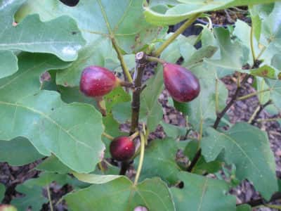 LSU Improved Celeste Fig – Naturally Grown