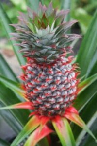 pinneapple justfruitsandexotics