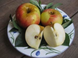 Shell Apple Tree • Just Fruits and Exotics