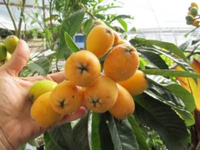 Rosseyanka Persimmon (Late Drop) – Chestnut Hill Outdoors