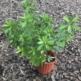 George Taber Azalea Bush (White & Pink) • Just Fruits and Exotics