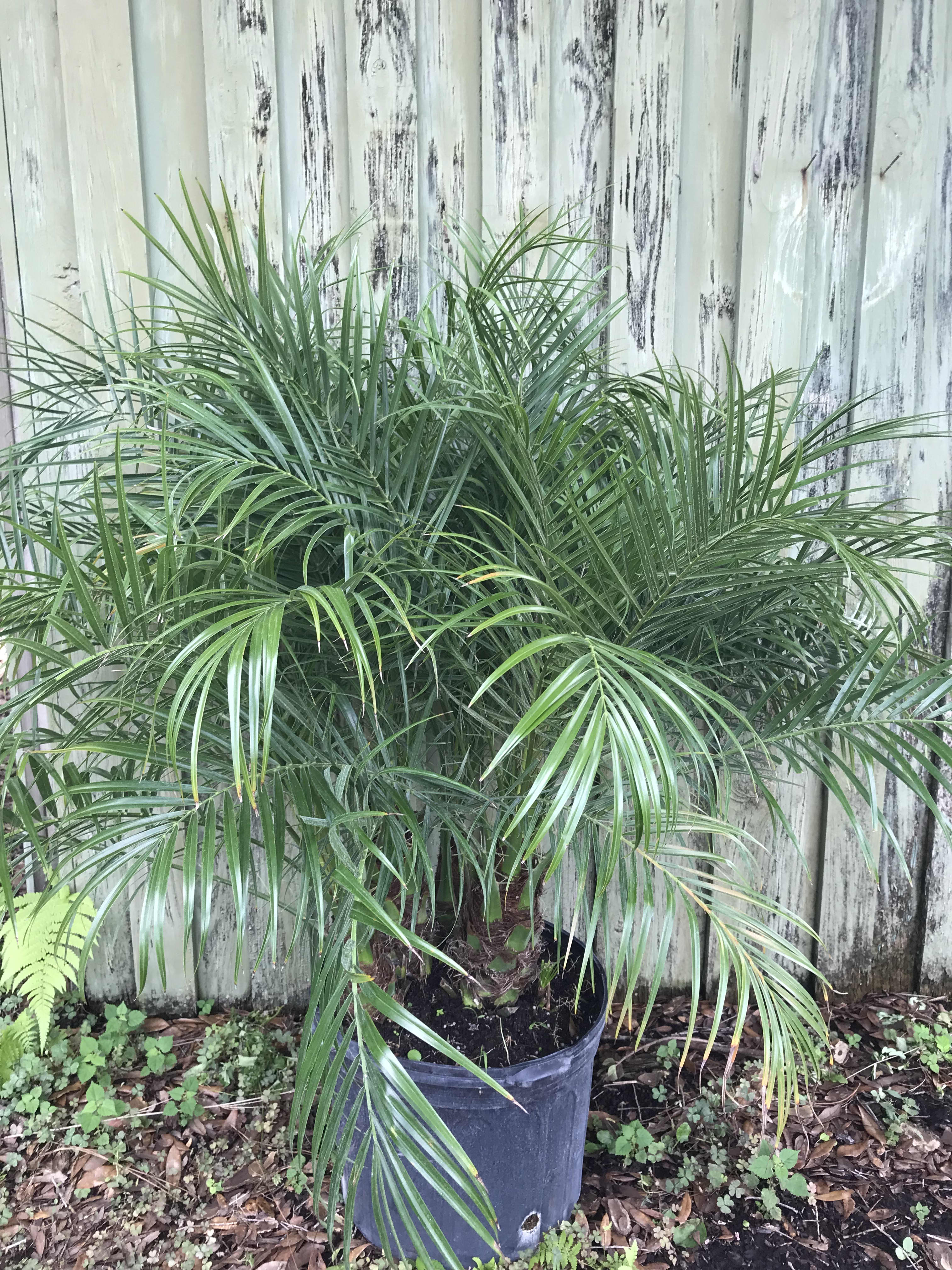 Phoenix Roebelenii Palm Tree — Just Fruits and Exotics