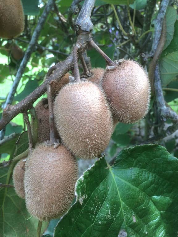 Vincent Female Kiwi Vine • Just Fruits and Exotics