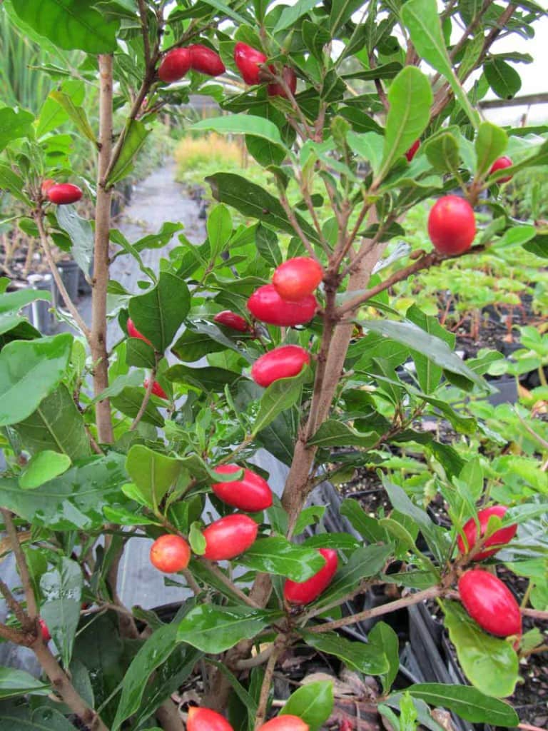Miracle Fruit — Just Fruits and Exotics
