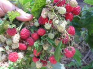 Red Caroline Raspberry Caroline Red Raspberry Bush • Just Fruits and Exotics