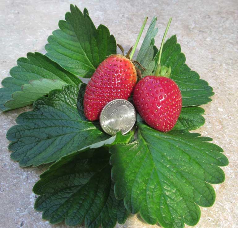 Camarosa Strawberry Plant  Just Fruits and Exotics