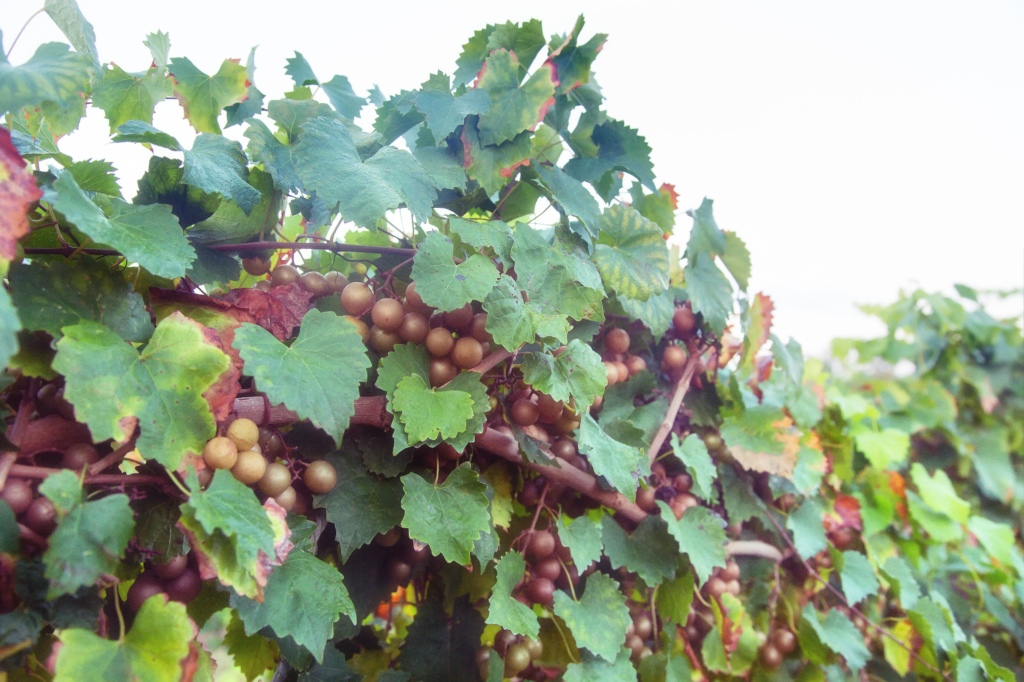 Carlos Muscadine Grape Vine — Just Fruits and Exotics