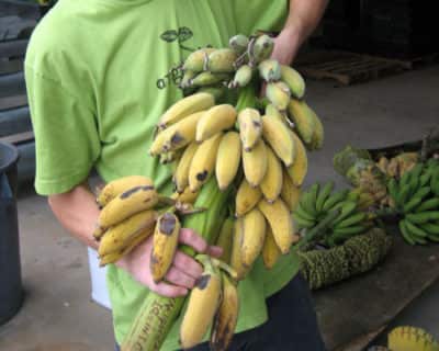 Ice Cream Blue Java Banana Plant Just Fruits And Exotics
