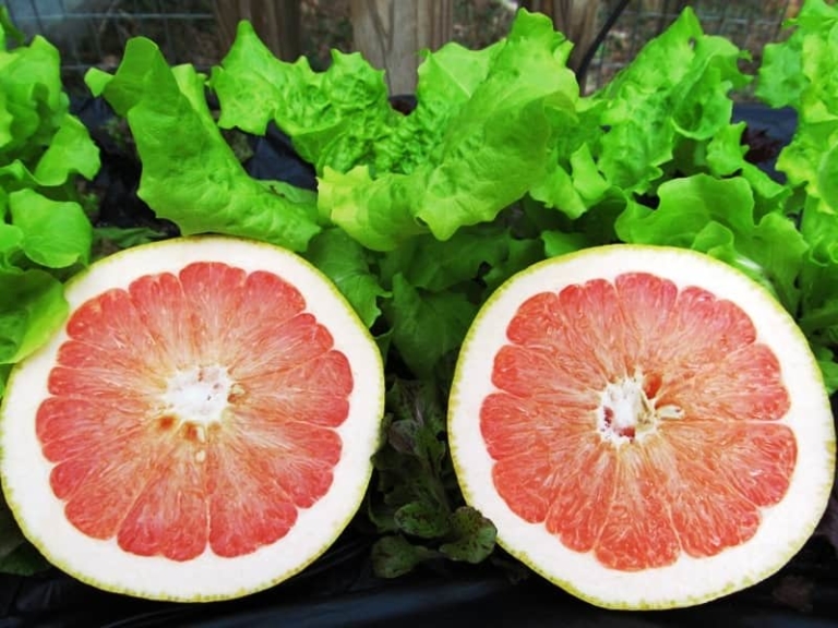 Ruby Red Grapefruit Tree • Just Fruits and Exotics