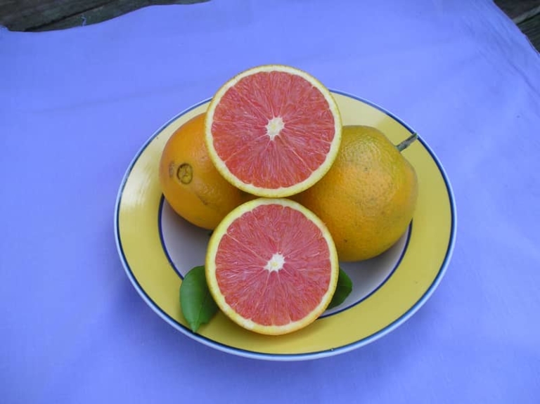 Cara Cara Red Navel Orange Tree • Just Fruits and Exotics
