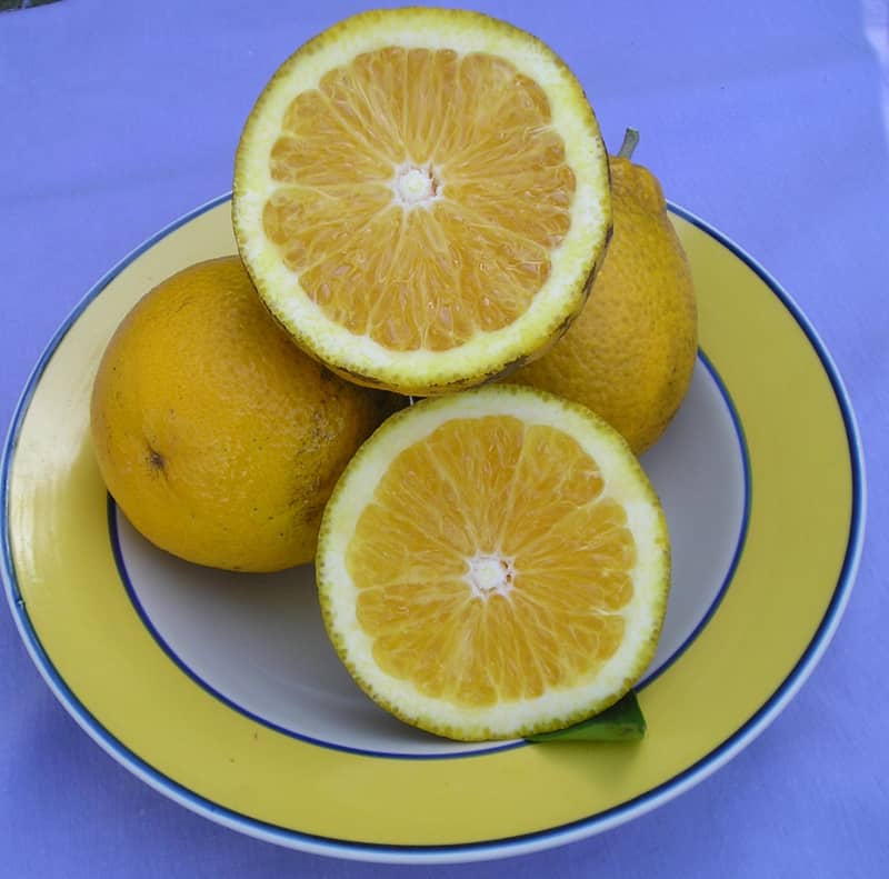 Ambersweet Orange Tree • Just Fruits and Exotics