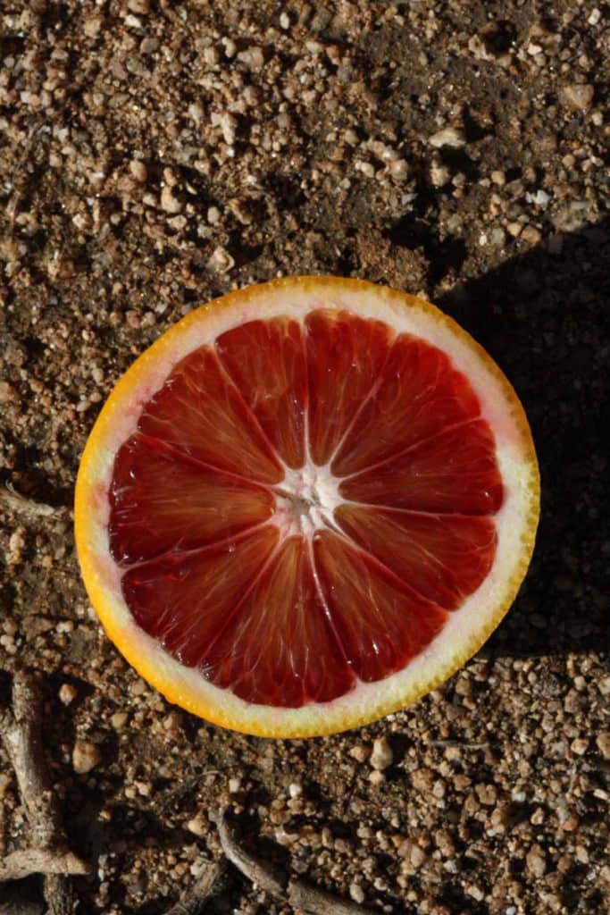 blood orange seeds
