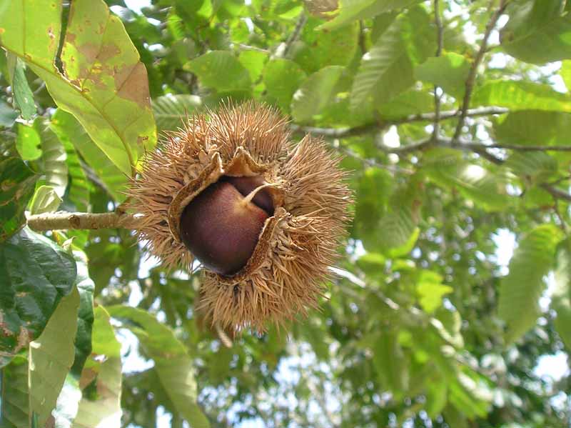 Dunstan Hybrid Chestnut Tree Just Fruits and Exotics