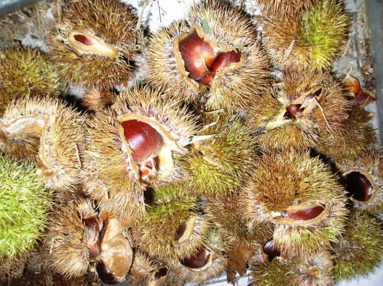 Dunstan Hybrid Chestnut Tree • Just Fruits and Exotics