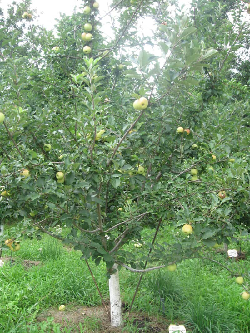 Big River Apple Tree • Just Fruits and Exotics