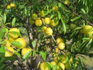 Byrongold Plum Tree • Just Fruits and Exotics