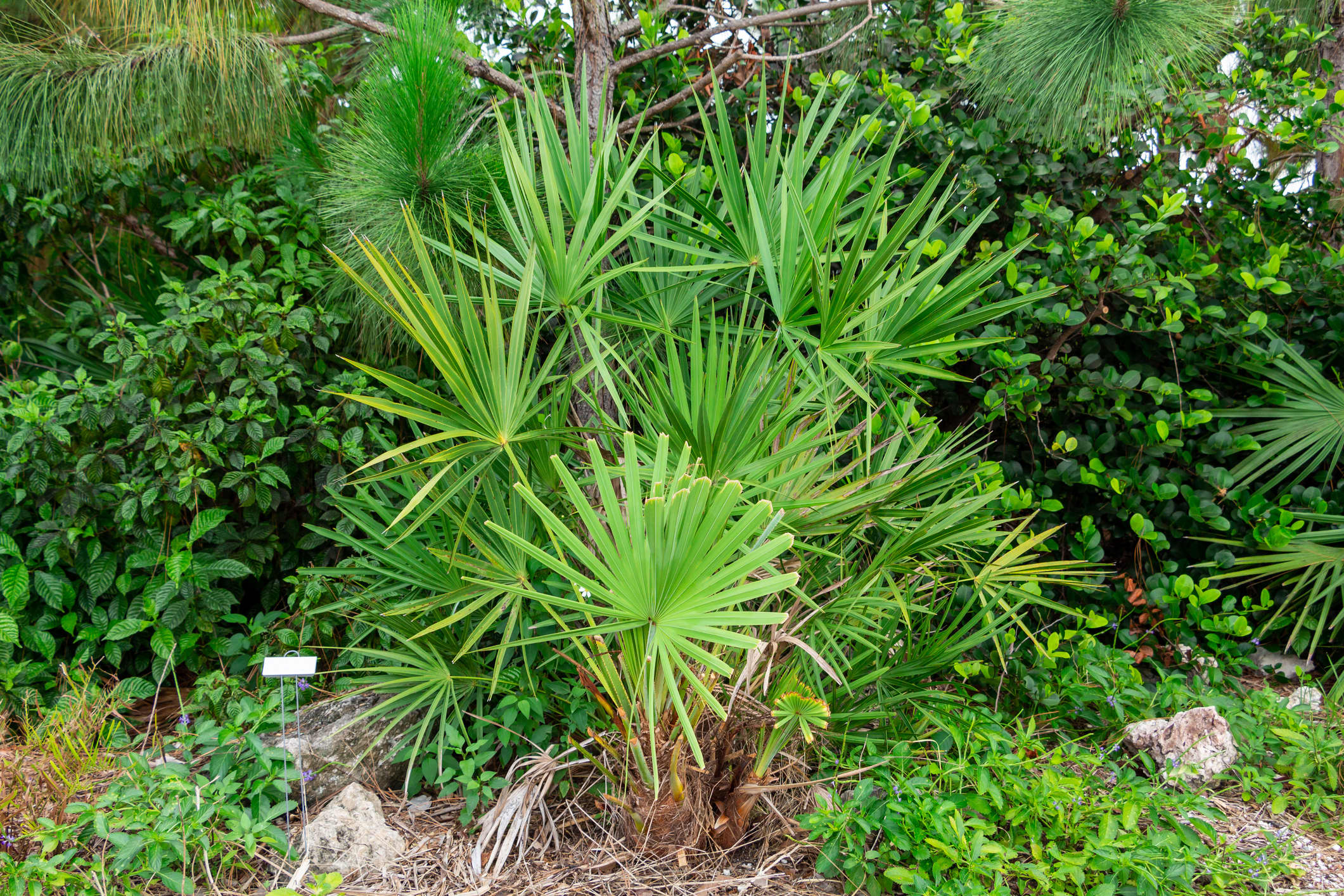 Palmetto plant information