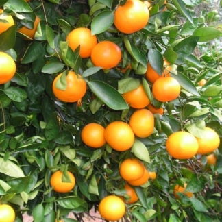 Orlando Tangelo Tree - Just Fruits and Exotics