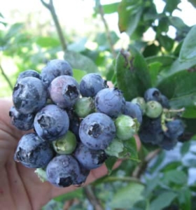 Sharpblue Blueberry Bush “Southern Highbush” • Just Fruits and Exotics