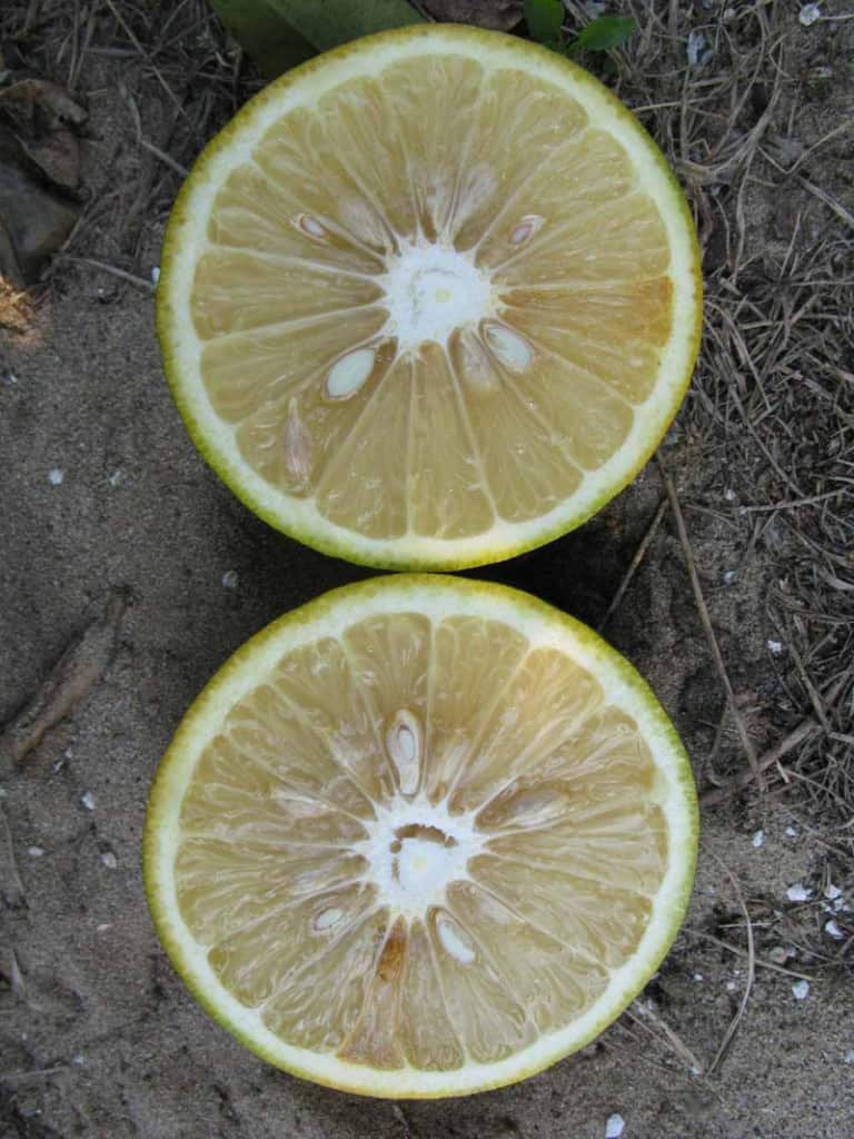 Sour Orange Tree