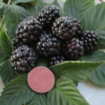 4 Plants Blackberry Plants Sweetie-Pie Price Includes Four 