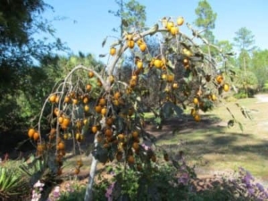 magic fountain weeping persimmon