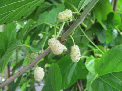 White Beauty Mulberry Tree - Just Fruits and Exotics