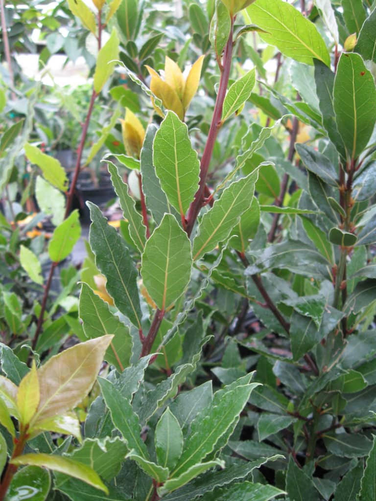 bay leaf in spanish bay leaf in spanish