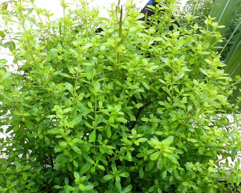 Image of Mint bush tea