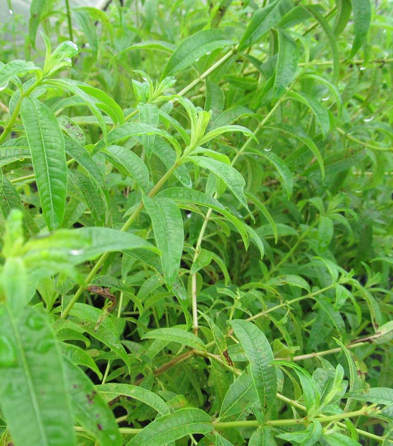 Lemon Verbena Plant • Just Fruits and Exotics