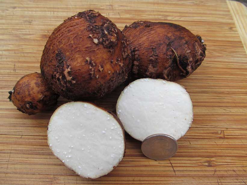 LSU Groundnut Plant