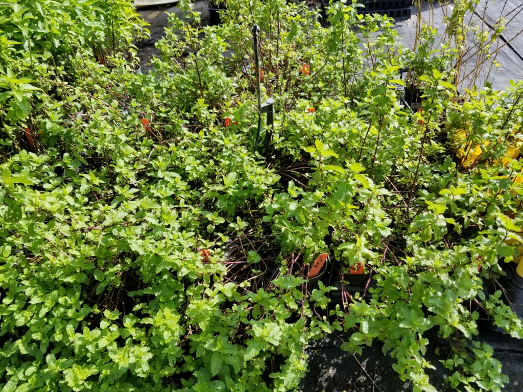 Mojito Mint Plant • Just Fruits and Exotics