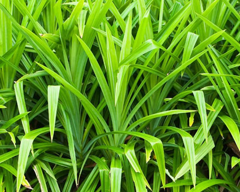 Pandan Plant