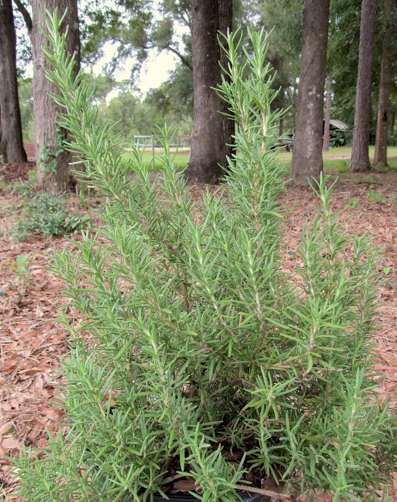 Salem Rosemary Plant