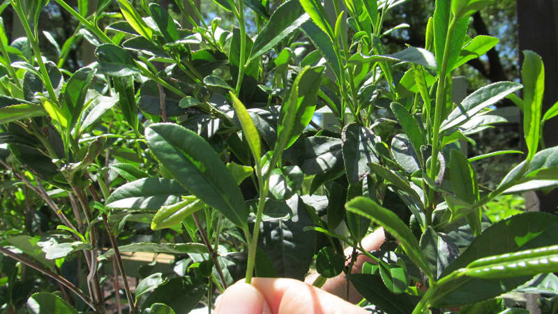 Tea Camellia Plant