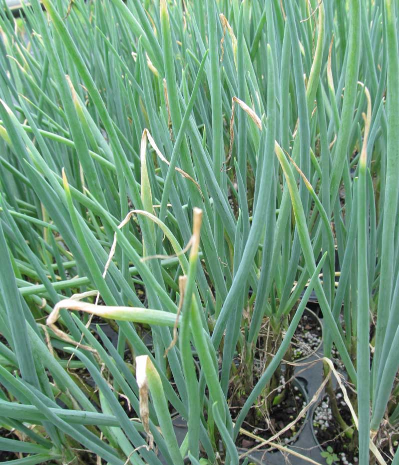 Wakulla Multiplier Onion • Just Fruits and Exotics