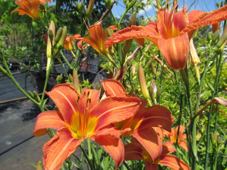 Edible Daylily Plant • Just Fruits and Exotics