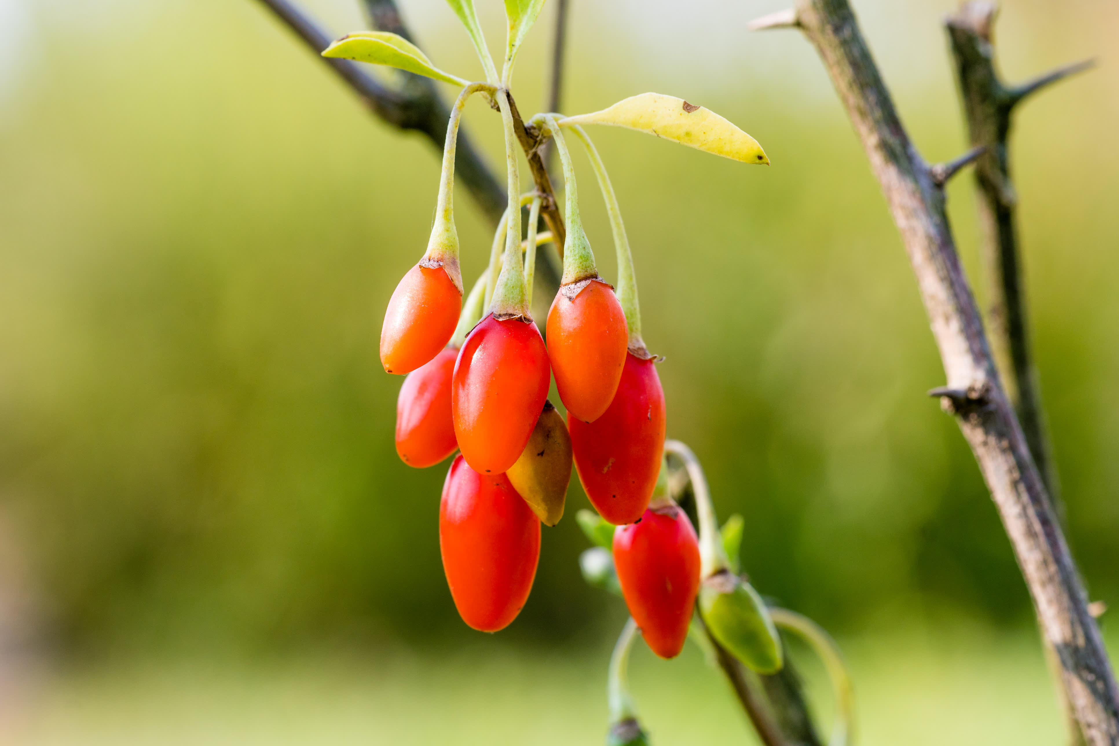 Goji Berry 'Crimson Star' 4" plant Super Fruit Delicious Mature Gift Holiday 