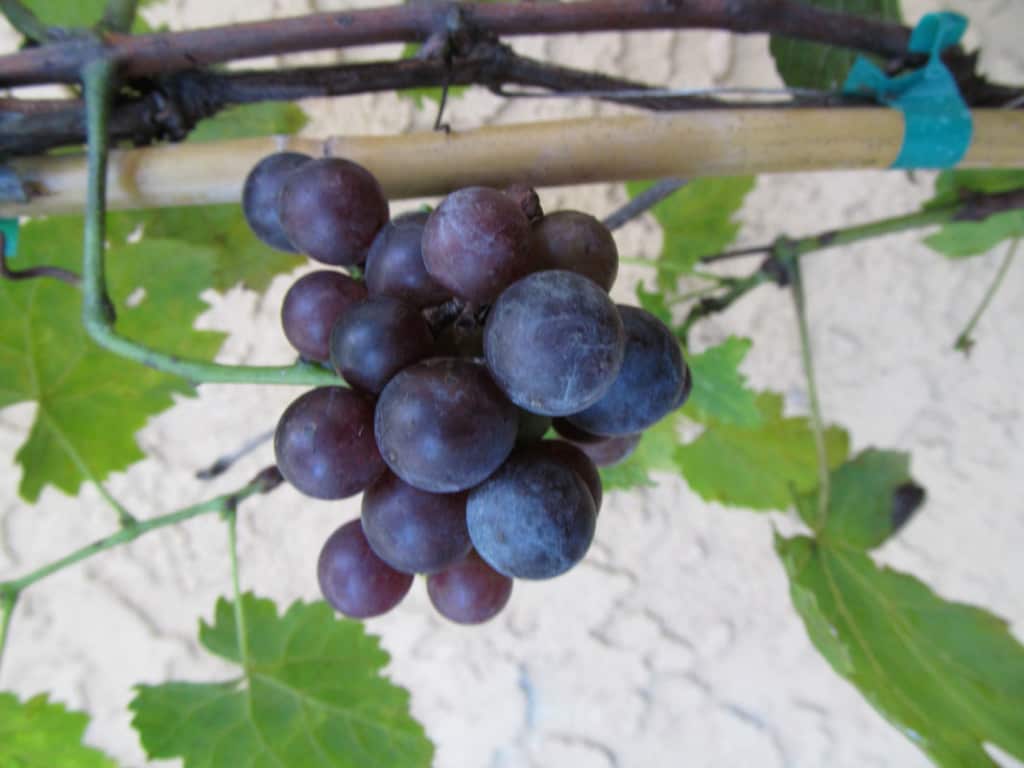 Dunstan’s Dream Grape Vine