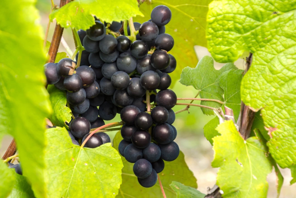 Southern Jewel Muscadine Grape Vine — Just Fruits and Exotics