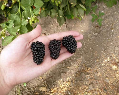 Kiowa Blackberry Bush • Just Fruits and Exotics