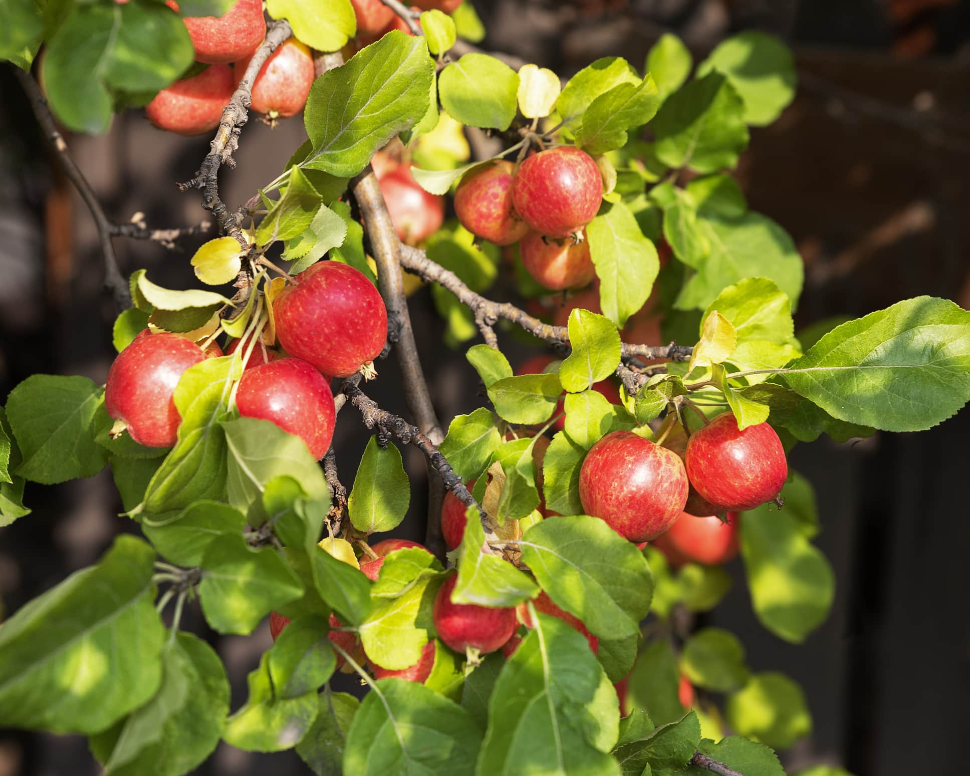 Organic Fresh crab apples