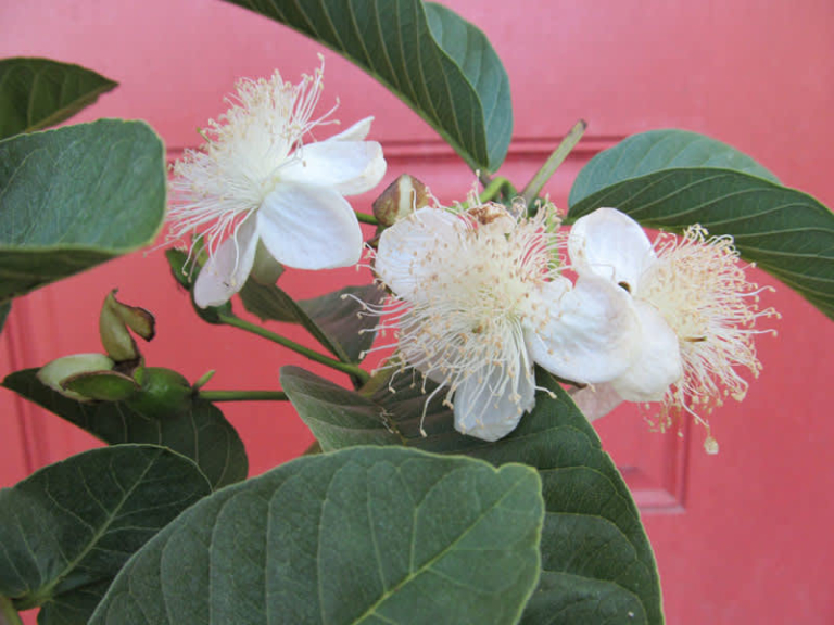 Barbie Pink Tropical Guava Tree — Just Fruits and Exotics