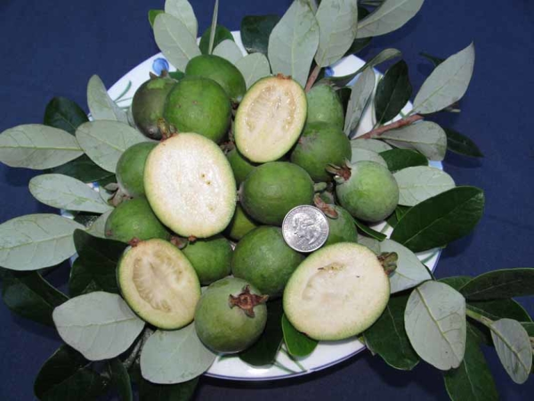 Just Fruits Seedlings Pineapple Guava • Just Fruits and Exotics