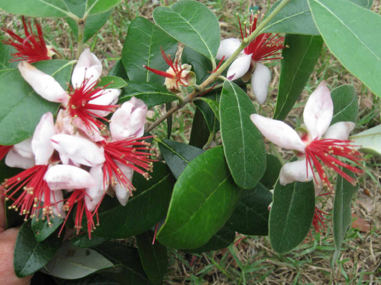 Just Fruits Seedlings Pineapple Guava • Just Fruits and Exotics