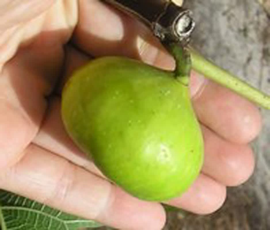 LSU Gold Fig Tree • Just Fruits and Exotics