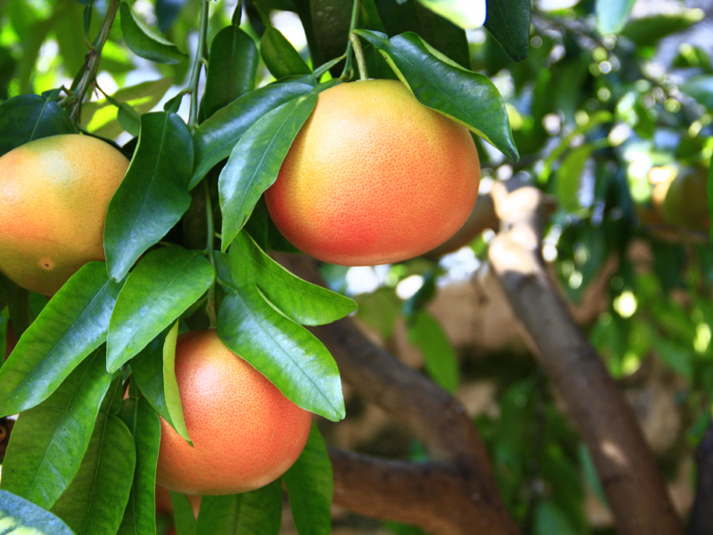 grapefruit tree texas