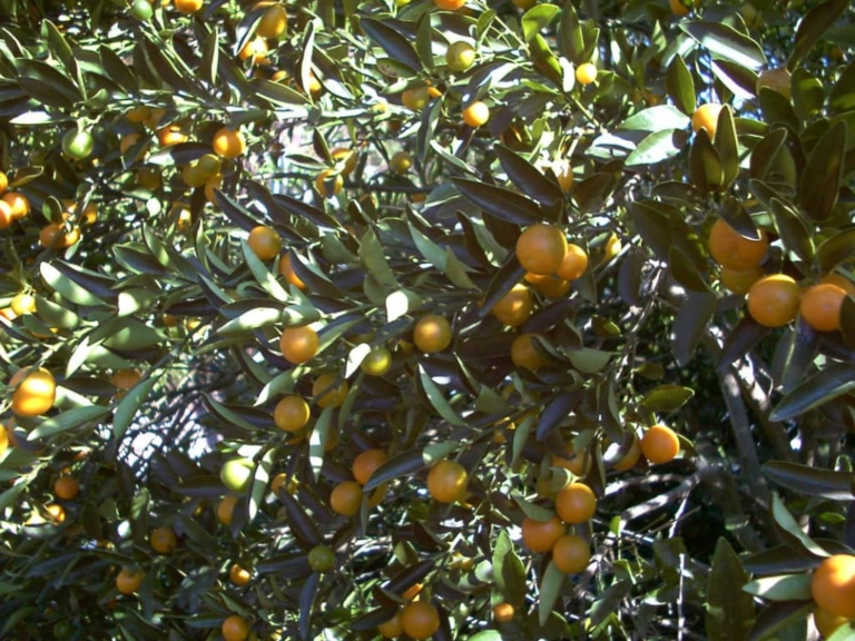 Meiwa Kumquat Tree • Just Fruits and Exotics