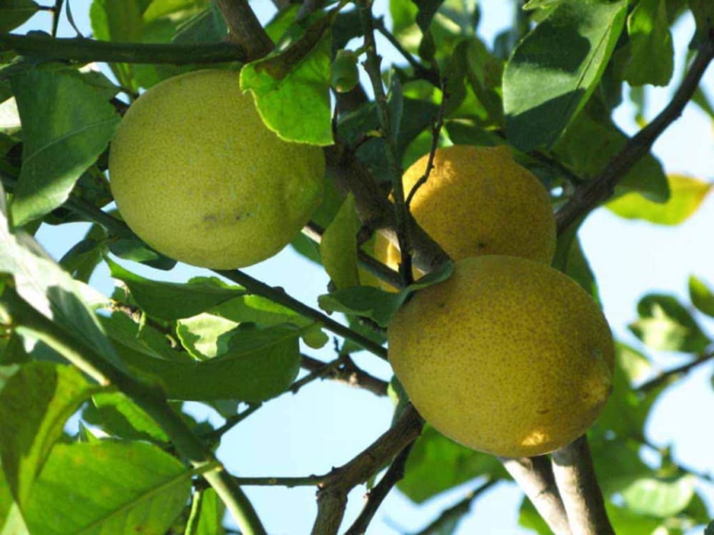 Rangpur Lime Tree — Just Fruits and Exotics
